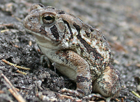 Fowler's Toad
